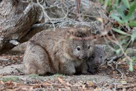 Image result for Common wombat