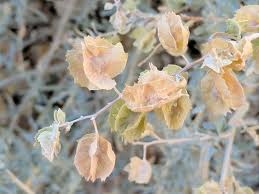 The arc (amidoxime reducing component) proteins are molybdenum cofactor (moco) enzymes named hmarc1 and hmarc2 (human. Fourwing Saltbush Atriplex Canescens Inaturalist Ca