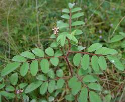 Image result for Indigofera monantha
