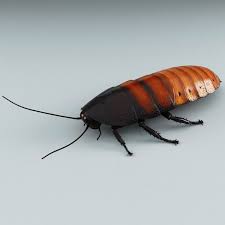 Madagascar Hissing Cockroach 3d Model In 2020 Madagascar Hissing Cockroach 3d Model Madagascar