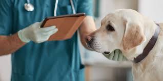 Image result for Metaldehyde Poisoning