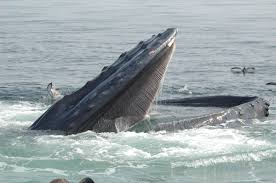 Lobster diver says he was swallowed by humpback whale near cape cod. How Whales Got Their Mouth Bristles