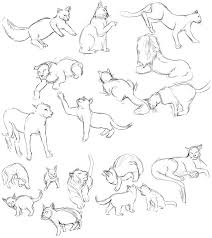 Cat Anatomy Drawing Cat Anatomy Anatomy Drawing Animal Sketches A cat has 13 ribs in its body. cat anatomy drawing cat anatomy