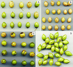 Image result for Cryptocarya