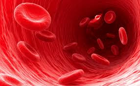 Image result for Red Blood Cell