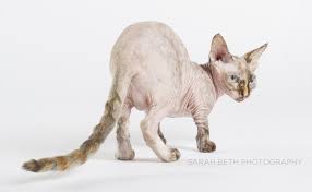 But people who come to know him soon fall under the spell of this bald but beautiful feline. Astarte Minneapolis Sphynx Cat Photography Minneapolis St Paul Pet Photography Joy Sessions