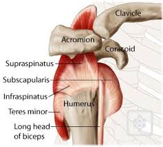 The shoulder joint glenohumeral joint is a ball and socket joint between the scapula and the humerusit is the major joint connecting the upper limb to the trunk. Shoulder Tendons Shoulderdoc