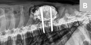 Maybe you would like to learn more about one of these? Vertebral Fractures Luxations In Dogs Cats Clinician S Brief