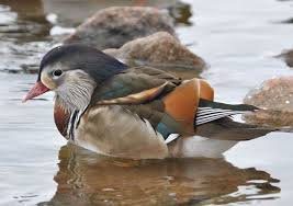 What do they taste like? Can Mandarin Ducks Hybridize With Other Duck Species Avian Hybrids