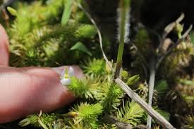 Image result for Mayacaceae