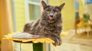 ‪How Much Does a Cat Cost in 2025? | Chewy‬‏