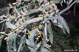 Birds easily spread the seeds of the russian olive tree after ingesting the fruit. Biography Russian Olive Elaeagnus Angustifolia Maggie Gaddis