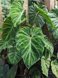 Image result for Viscum verrucosum