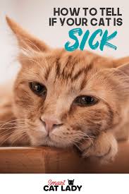 This is a throwback to their wild origins: How To Tell If Your Cat Is Sick Older Cats Care Pet Care Cats Kitten Care