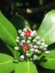 Image result for Canellaceae