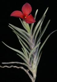 Image result for Albertisia exelliana