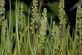 Image result for Striga linearifolia