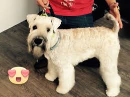 Visually, i enjoy the miniature bull terrier and the staffordshire bull terrier. Soft Coated Wheaten Terrier Dog Breed Information And Pictures