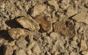 Image result for Nesaea sarcophylla