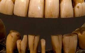 That is how they were wooden. The Wooden Teeth That Weren T Past Present Podcasts Colonial Williamsburg Official Site
