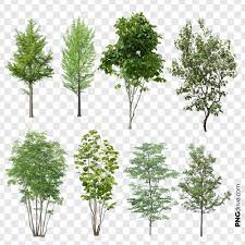 8 Tree Png Set Png Drive Tree Photoshop Landscape Architecture Graphics Architecture Collage