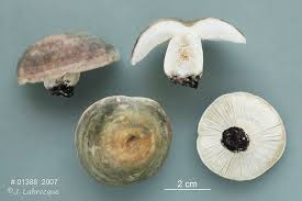 Image result for Russula variata