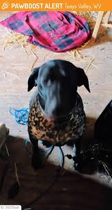 Lost and Found Pets in WV