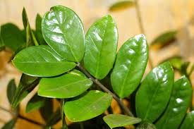 Ficus mit riesigen blättern für räume mit wenig licht. Z Wie Zamioculcas Die Superheldin Der Zimmerpflanzen Familien Welt De