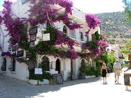 In Our Climate Zone Lower Zone 8 Bougainvillea Bloom Best If Grown In Pots And Located Where The Roots Cannot Grow Out The Pots Into Manzara Tatiller Sehir