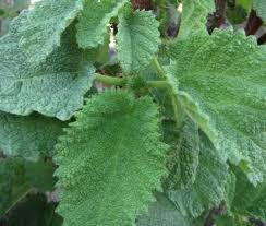 Image result for Obetia