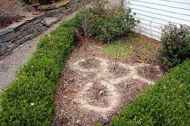 Check spelling or type a new query. How I Acidify My Blueberry Soil Other Useful Tips Kevin Lee Jacobs