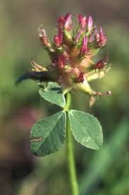 Image result for Trifolium spumosum