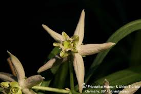 Image result for Stathmostelma gigantiflorum