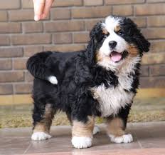 If you get one of these dogs you must be prepared to if possible, sign up for a puppy socialization class or a basic obedience class with a positive reinforcement trainer in your area. Bernese Mountain Dog Puppies For Sale In Ohio Petfinder