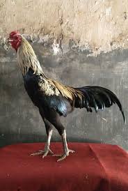 Ayam Pama Bangkok