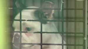 Discover them and find what you need now! San Antonio Bans Pet Store Sales Of Dogs From Breeders