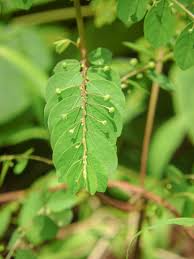 Image result for Phyllanthus odontadenius