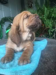 Mixing basset hound with other dog should be done properly without getting them hurt. Pink Green An Akc Bloodhound Puppy For Sale From Houston Tx Find Cute Bloodhound Puppies And Responsible Bloodho Bloodhound Puppies Puppies Hound Puppies