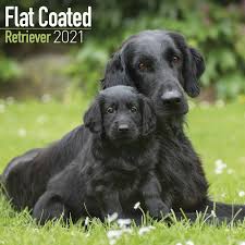 Black flat coated retriever puppies. Flat Coated Retriever Puppies Near Me