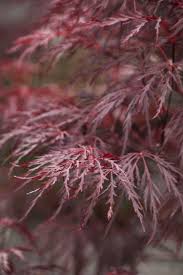 Laceleaf japanese maple, cutleaf japanese maple, threadleaf japanese maple family: Red Dragon Japanese Maple Red Dragon Japanese Maple Japanese Maple Garden Japanese Maple