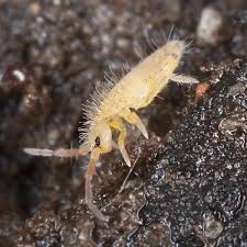 Bathroom Little Black Bugs In My House How To Get Rid Of Springtails Planet Natural Springtails Small Insects Pest Control