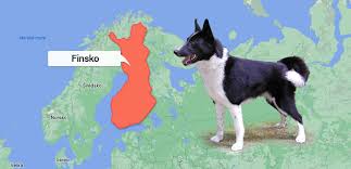 Image result for karelský medvědí pes