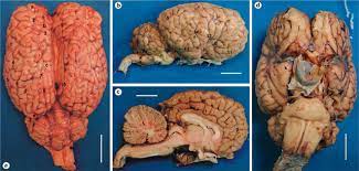 And the brain in total is a reasonable size. Macroscopic Images Of The Fresh A And Formalin Fixed B D Brain Of Download Scientific Diagram