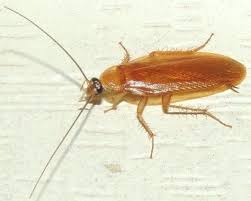 Wood Cockroach Natural World Insects Iowa State University