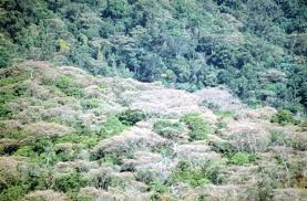 Image result for Croton dichogamus