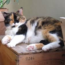 Meine katze hat leider 2x hintereinander auf das sofa uriniert. Katze Pinkelt Auf Sofa Frag Mutti