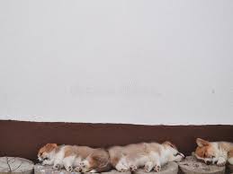 Shop affordable wall art to hang in dor. Welsh Corgi Puppies Sleeping Stock Image Image Of Copy Small 173026187