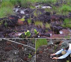 Image result for Kohautia confusa