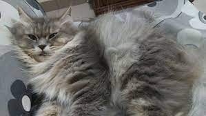 Dijual kucing persia umur 4 bulan, bonus kandang dan keranjangnya mminta 2 jutanego sampe jadi dijual karena saya masuk kuliah tingal di asrama, jadi tidak bisa bawa kucingnya. Jual Beli Kucing Parsi Area Melaka Posts Facebook