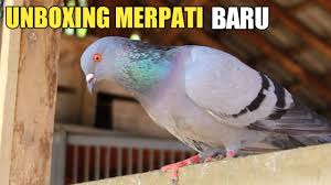 Check spelling or type a new query. Beli Burung Merpati Giringan Di Pasar Ajibarang Youtube